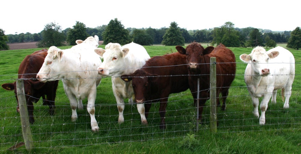 Beef Malt Kiln Farm Shop Malt Kiln Farm Shop