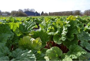 Rhubarb grown just a few hundred metres from the farm shop